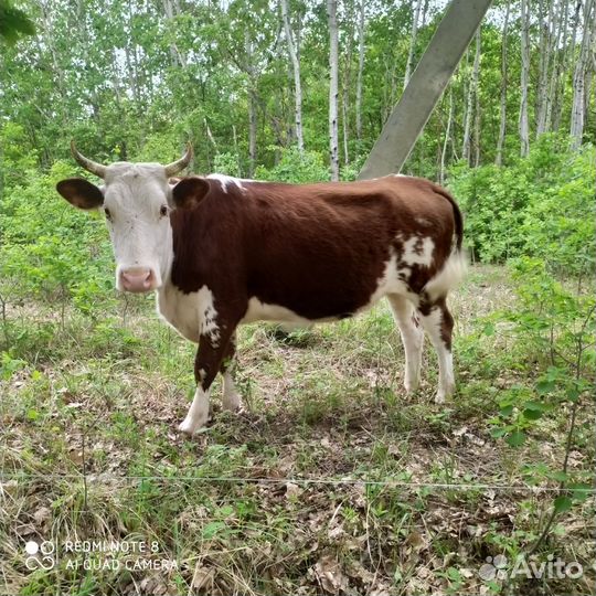 Корова стельная