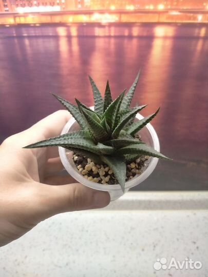 Хавортия лимифолия