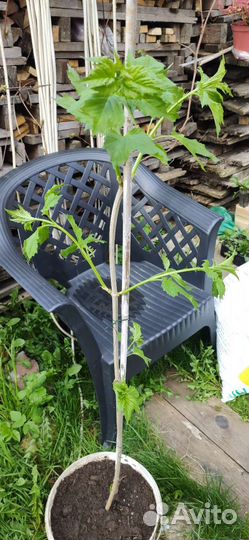 Саженец Калины 