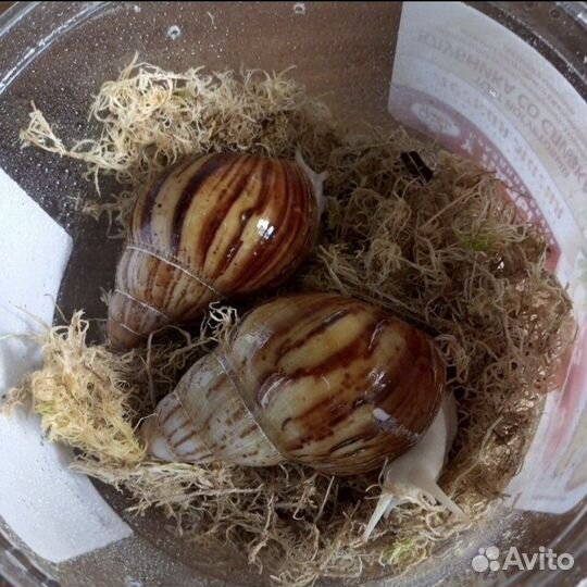 Улитки Ахатины