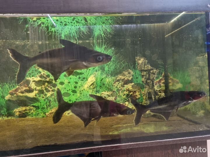 Аквариумные рыбки