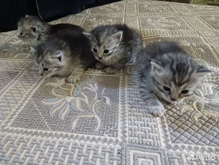 Бенгальские котята