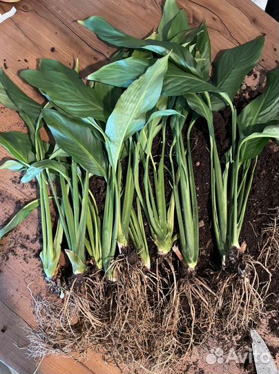 Спатифиллум обильноцветущий