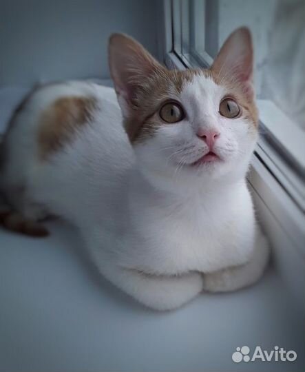 Умненькая кошечка