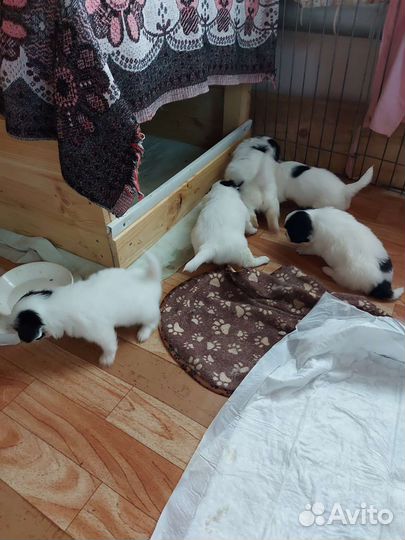 Щенки папийона