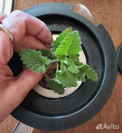 Кустики мелиссы