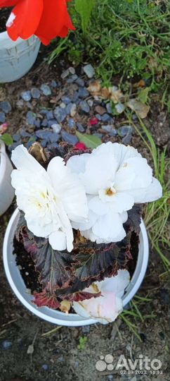 Бегония белая