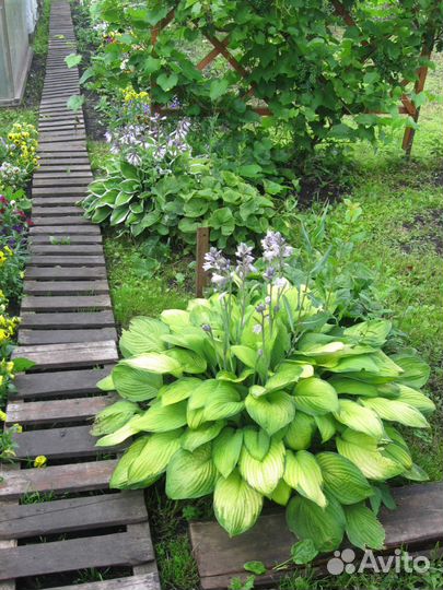 Продажа цветов и кустарников