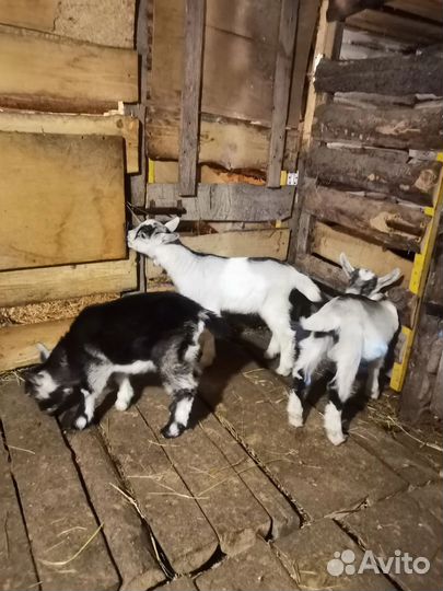 Козлята