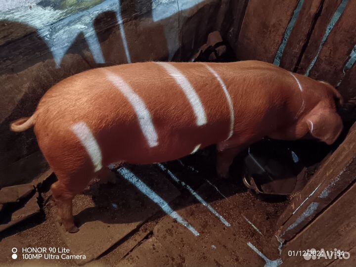 Хряк на племя