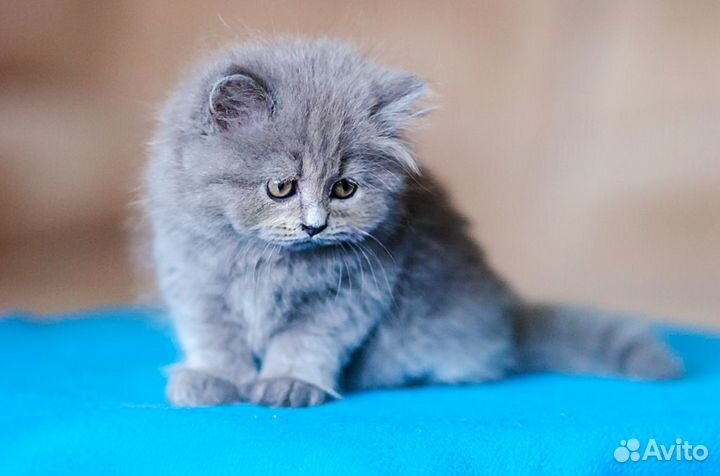 Британский Длинношерстный котенок Эдвард