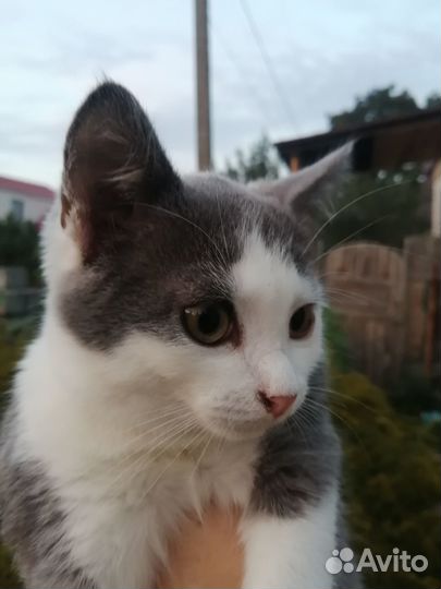 Котенок в дар бесплатно
