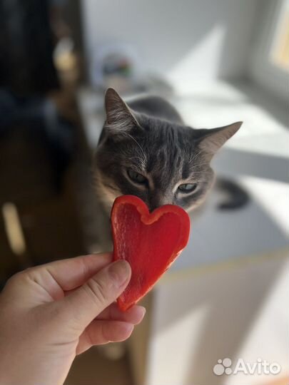 Передержка кошек и собак