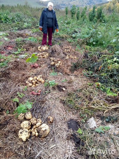 Овощи, фрукты, ягоды свежего урожая