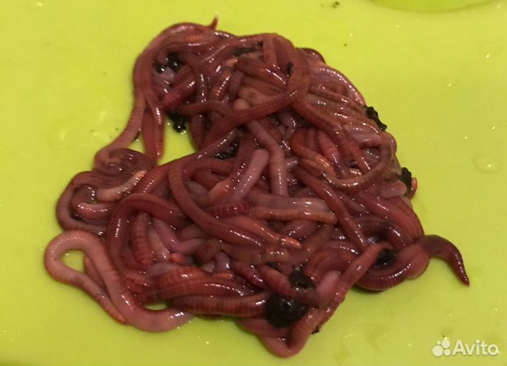 Калифорнийский красный червь