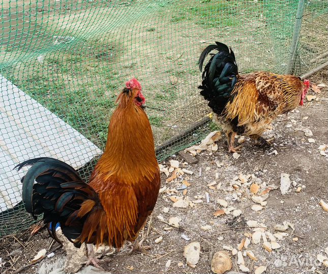 Молодые петухи
