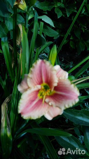 Кустарники саженцы