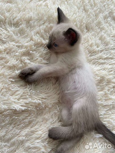 Тайские котята