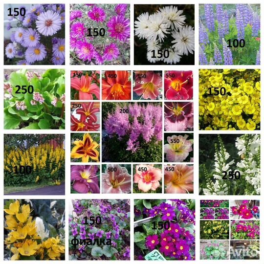 Астра кустарниковая Октябринка, многолетник