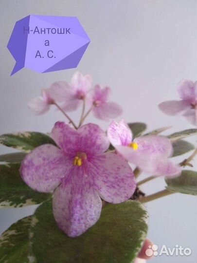 Фиалка(листы свежесрезанные)