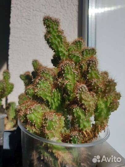 Кактусы и суккуленты