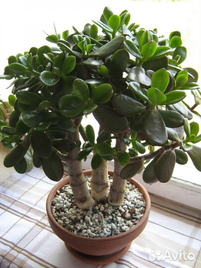 Толстянка (крассула)