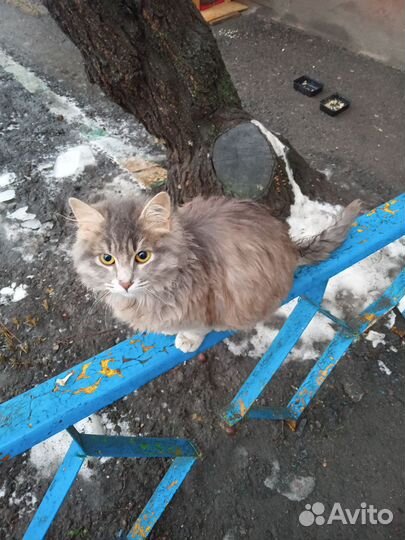 Котенок кошечка