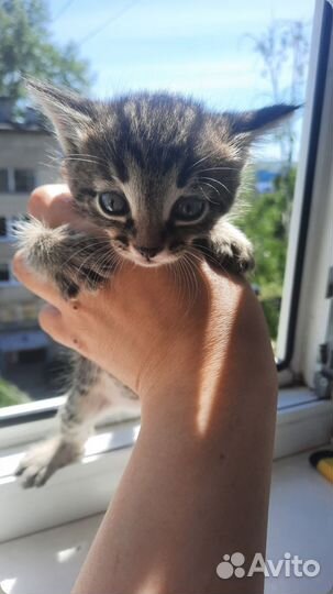 Котята в добрые руки 1.5 месяца