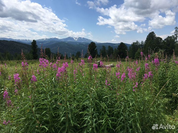 Красная гора. Автоэкскурсии, автотуры Алтай