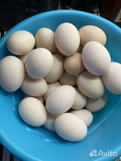 Утинные яйца