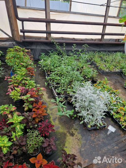 Ипомея и колеусы вегетативные