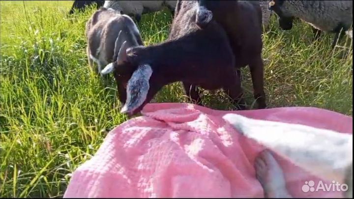 Бараны. Козлики. Козочки