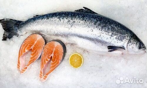 Лосось охлажденный (сёмга) Мурманск