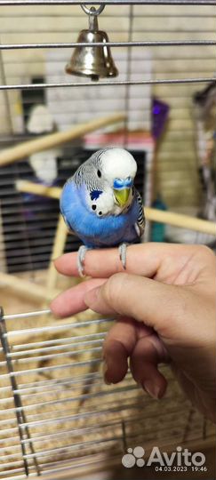 Волнистые попугаи