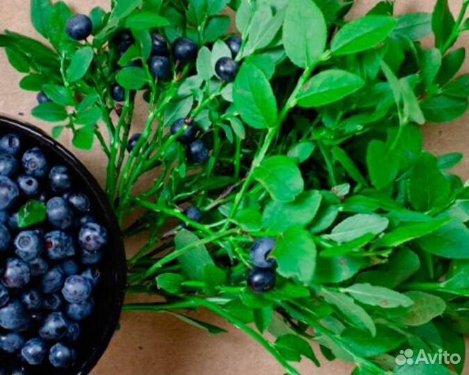 Сушеный лист черники рябин шикши малина золотарник