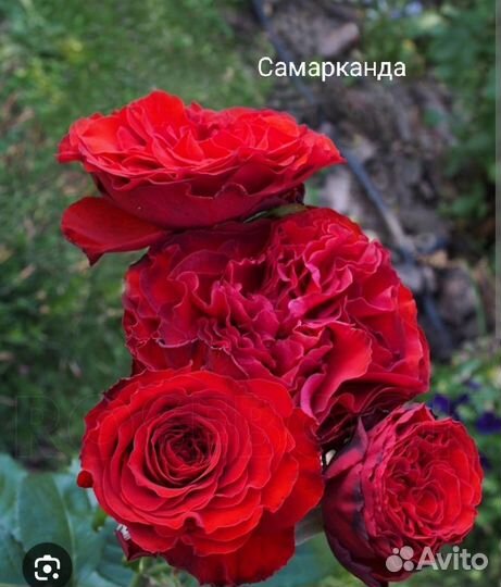Розы на август