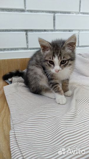 Котенок мальчик ищет дом