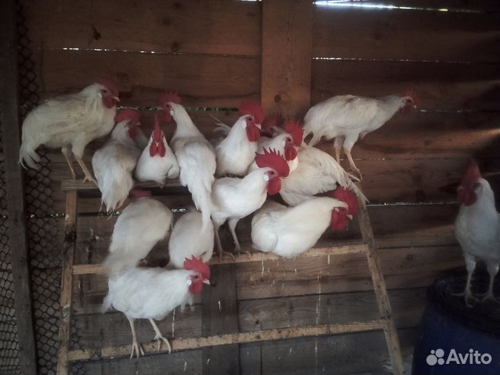 Молодые петушки