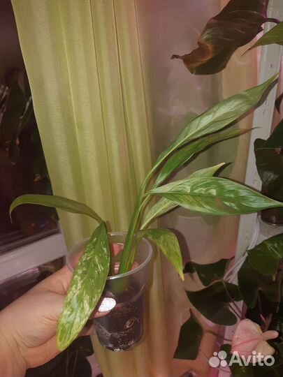Спатифиллум ангел бейби