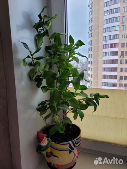 Камелия японская
