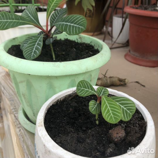 Молочай беложильчатый