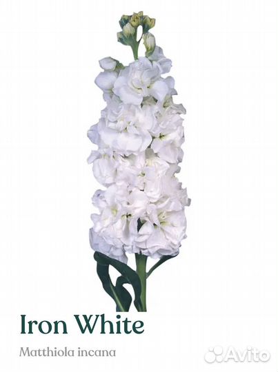 Рассада маттиолы серии Iron