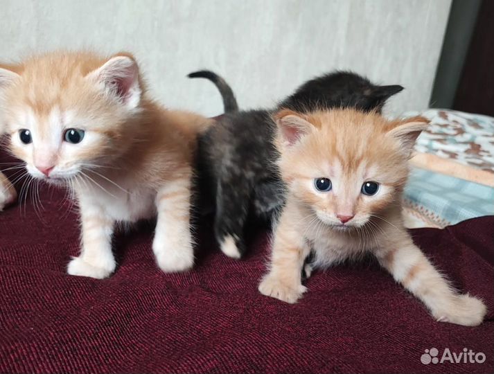 Котята в добрые руки