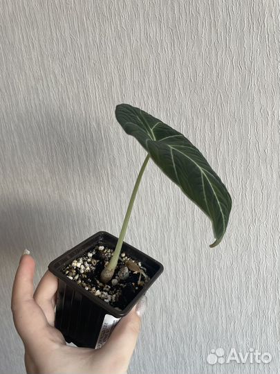 Алоказия блэк вельвет