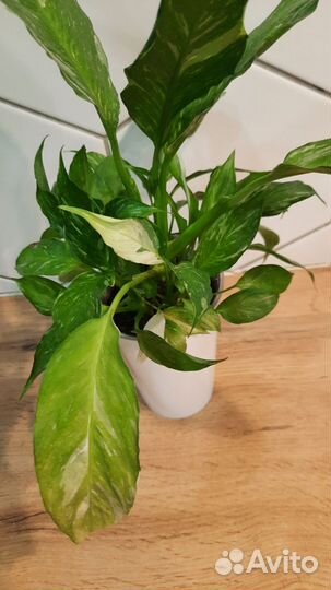 Спатифиллум gemini джемини