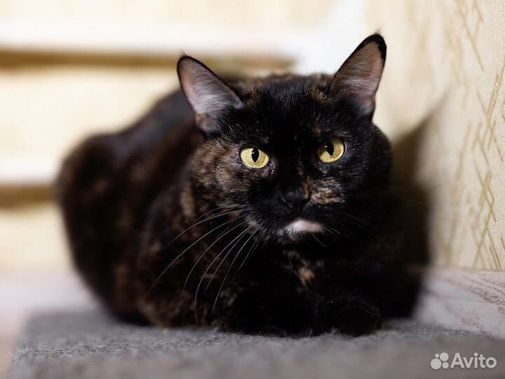 Шикарная Пуша в дар