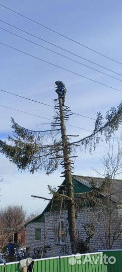 Спил деревьев