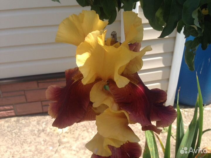 Ирис бородатый