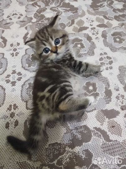 Британские котята