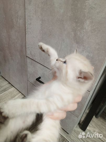 Британские котята